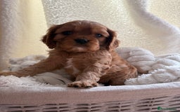 Cavalier King Charles Spaniel dogs for sale: ONE RUBY BOY LEFT Cavalier King Charles  - Image 7