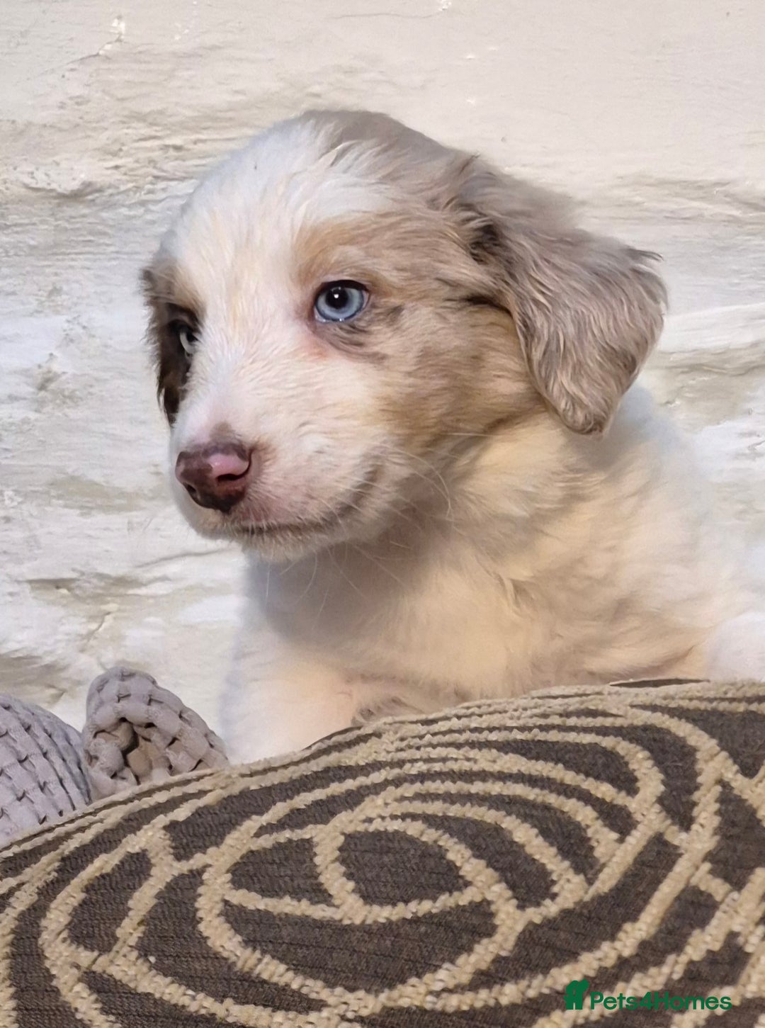 Border Collie dogs for sale: Blue Merles puppies  - Advert 13