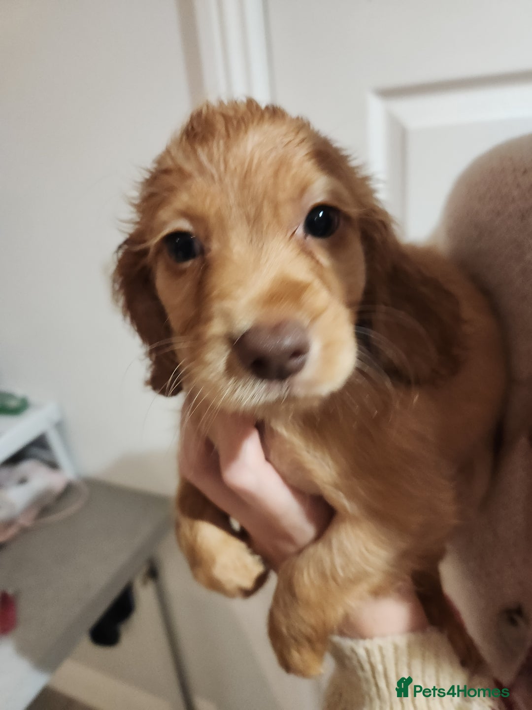 Cocker Spaniel dogs for sale: 3 kc reg working cocker spaniels avaliable  - Image 27
