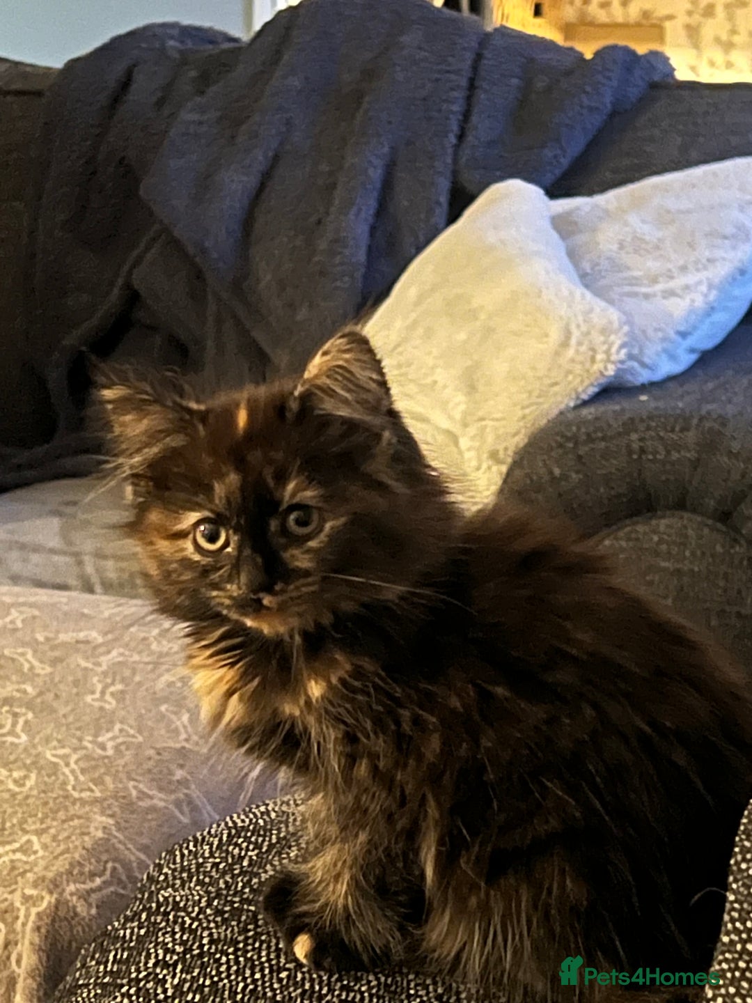 Mixed Breed cats for sale: READY NOW  - Advert 1