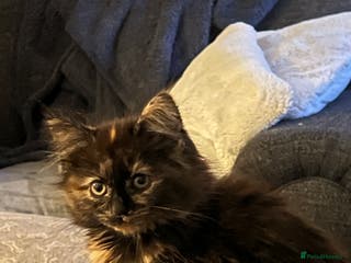 Mixed Breed cats READY NOW - Advert 12