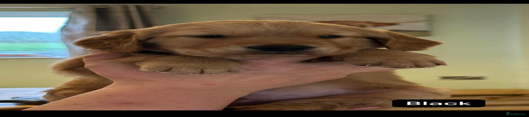 Golden Retriever Puppy 2