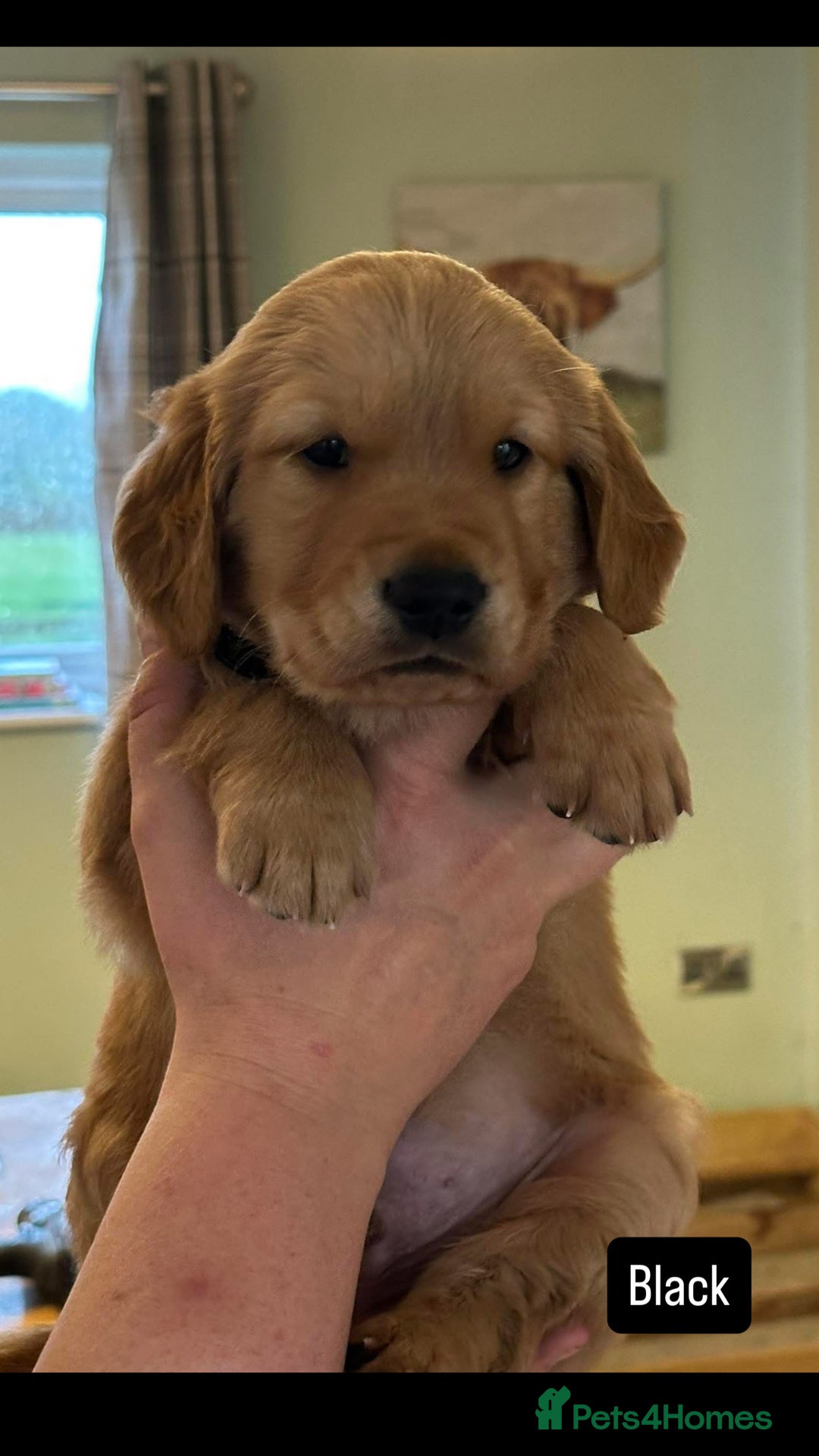 Golden Retriever dogs for sale: Gorgeous Working Type Golden Retriever Puppies  - Image 6