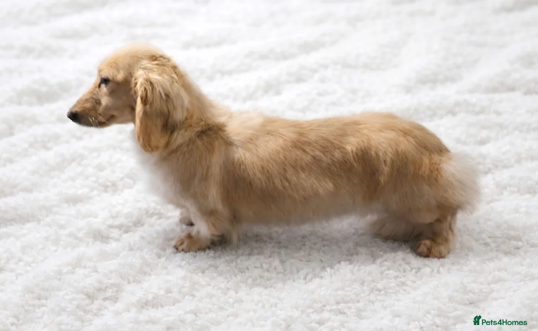 Miniature Dachshund dogs for sale: Beautful KC long hair cream girl - Advert 2