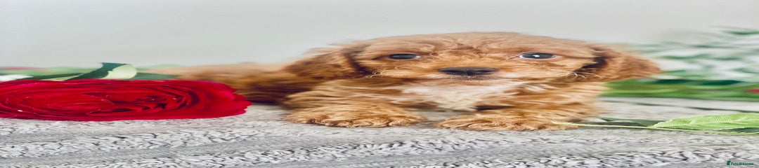 Cavapoo Puppy 2