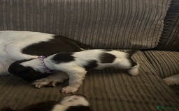English Springer Spaniel dogs for sale: Springer spaniel pups READY NEXT WEEK - Advert 14