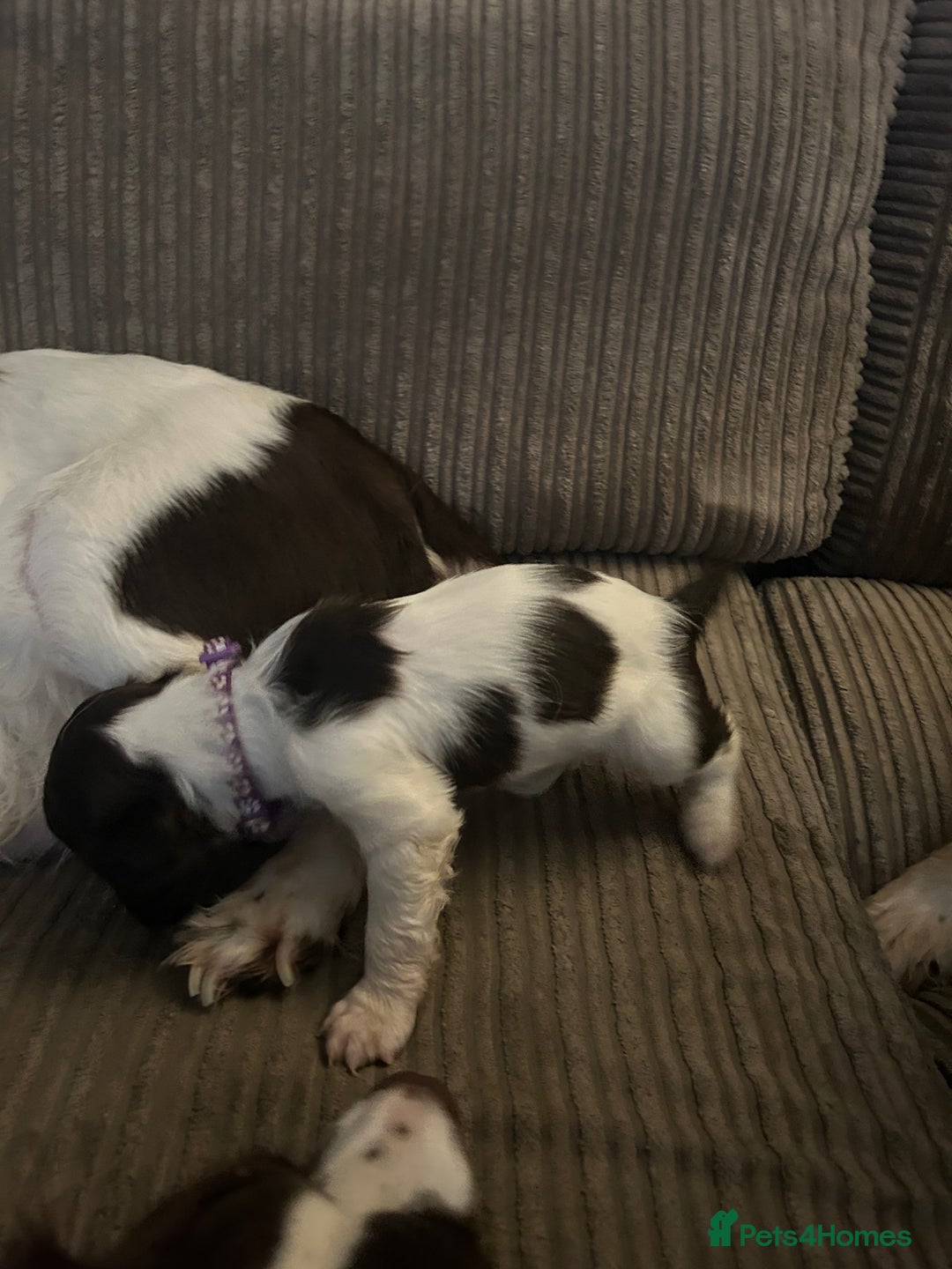 English Springer Spaniel dogs for sale: Springer spaniel pups READY NEXT WEEK - Advert 14