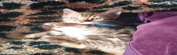 Bengal cats for sale: Pedigree Brown Rosetted Bengal Kittens - Advert 12
