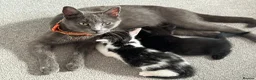 Mixed Breed cats for sale: Kittens for sale 4 males 2 females ready now  - Advert 7