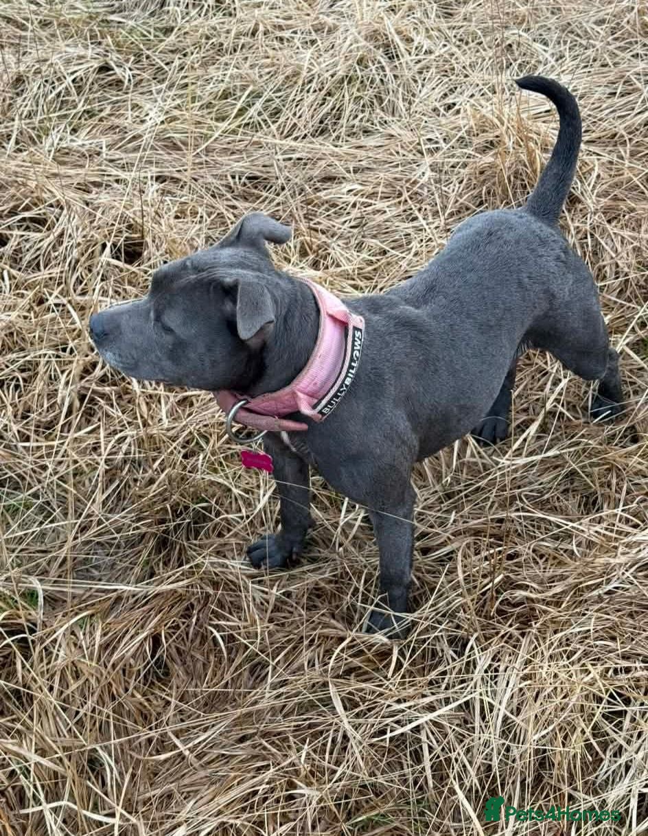 Staffordshire Bull Terrier dogs Beautiful Blue Adult Staffie Girl - Advert 1
