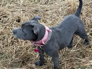 Staffordshire Bull Terrier dogs Beautiful Blue Adult Staffie Girl - Advert 16
