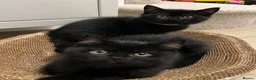 British Shorthair cats for sale: ✨ beautiful black/blue British Shorthair kittens✨ - Advert 3