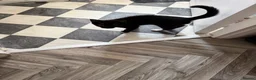 American Shorthair cats for sale: 11 weeks old female kitten URGENT  in Bromley - Advert 3