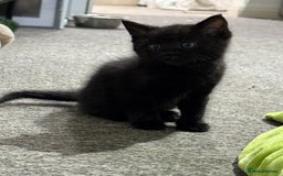 Mixed Breed cats for sale: 3 stunning mixed breed kittens - Image 5