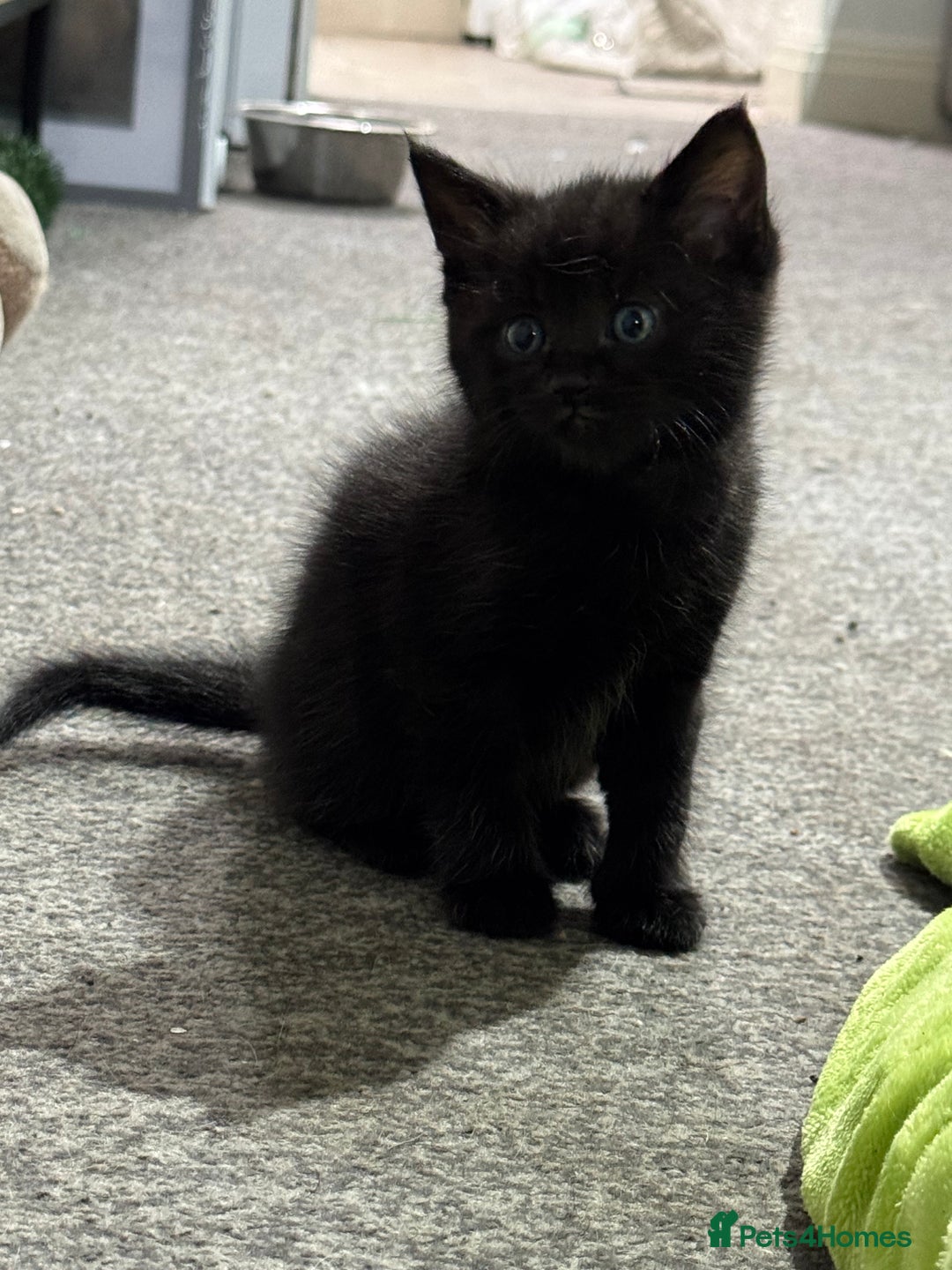 Mixed Breed cats for sale: 3 stunning mixed breed kittens - Image 5
