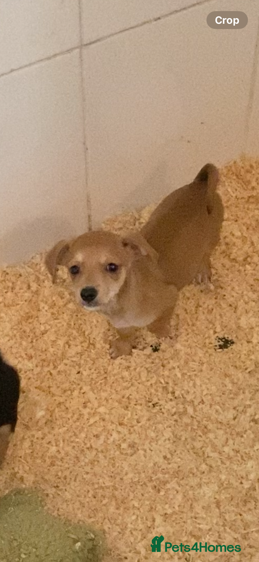 Mixed Breed dogs for sale: Jack x chi babies now available  - Advert 8