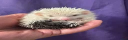 Pygmy Hedgehog rodents for sale: 9 week hoglets/ full masked/ reverse pinto READY   - Advert 13