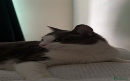 Domestic Shorthair cats for sale: Gorgeous boy for rehoming - Image 5