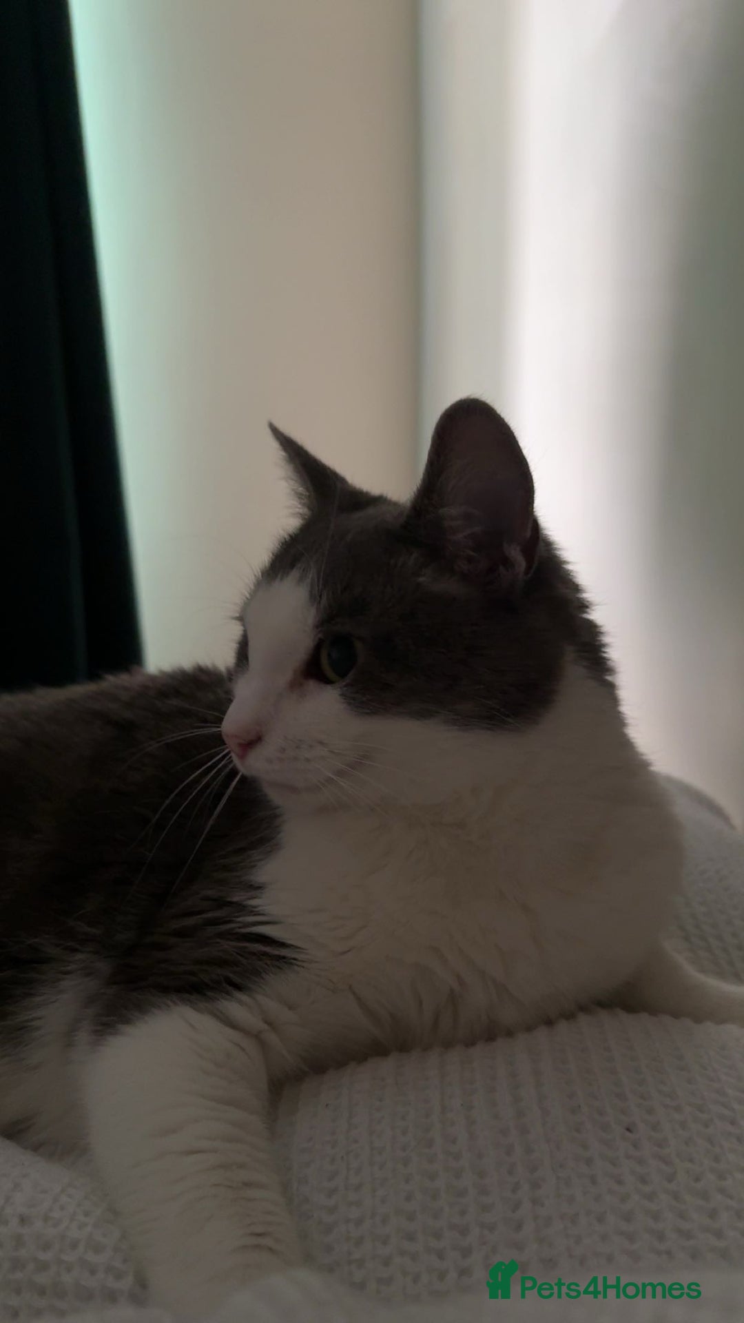 Domestic Shorthair cats for sale: Gorgeous boy for rehoming - Image 5