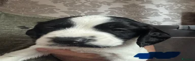 Sprocker 3