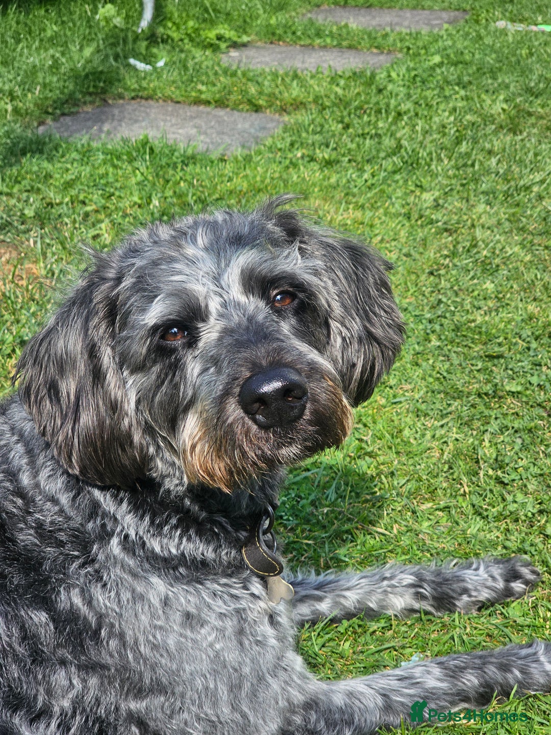 Labradoodle dogs for stud: Bigby - Image 1