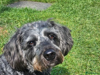 Labradoodle dogs - Advert 1