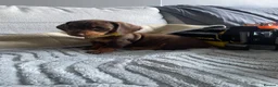 Dachshund dogs for sale: Mini Dachshunds puppies for sale  in Thornton Heath - Advert 5