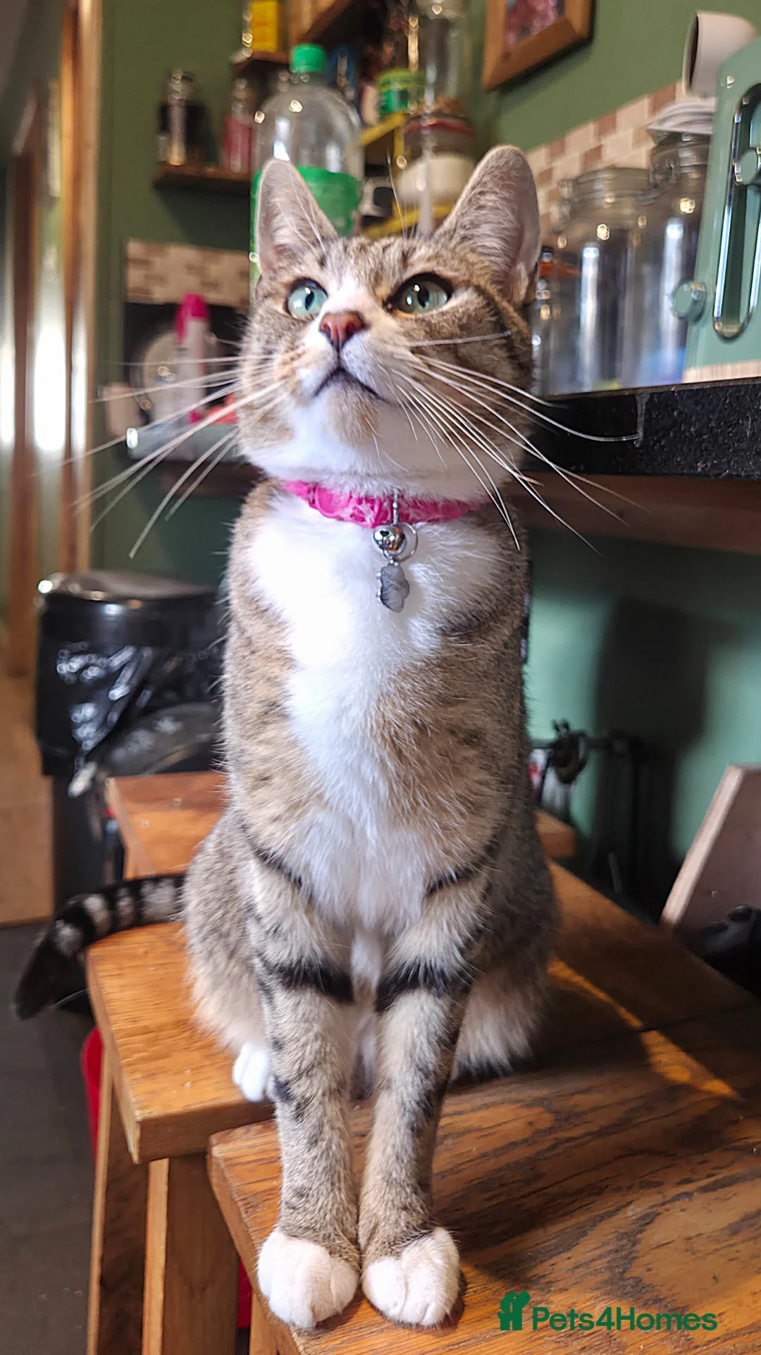 Mixed Breed cats for sale: Mixed breed kittens - Advert 2