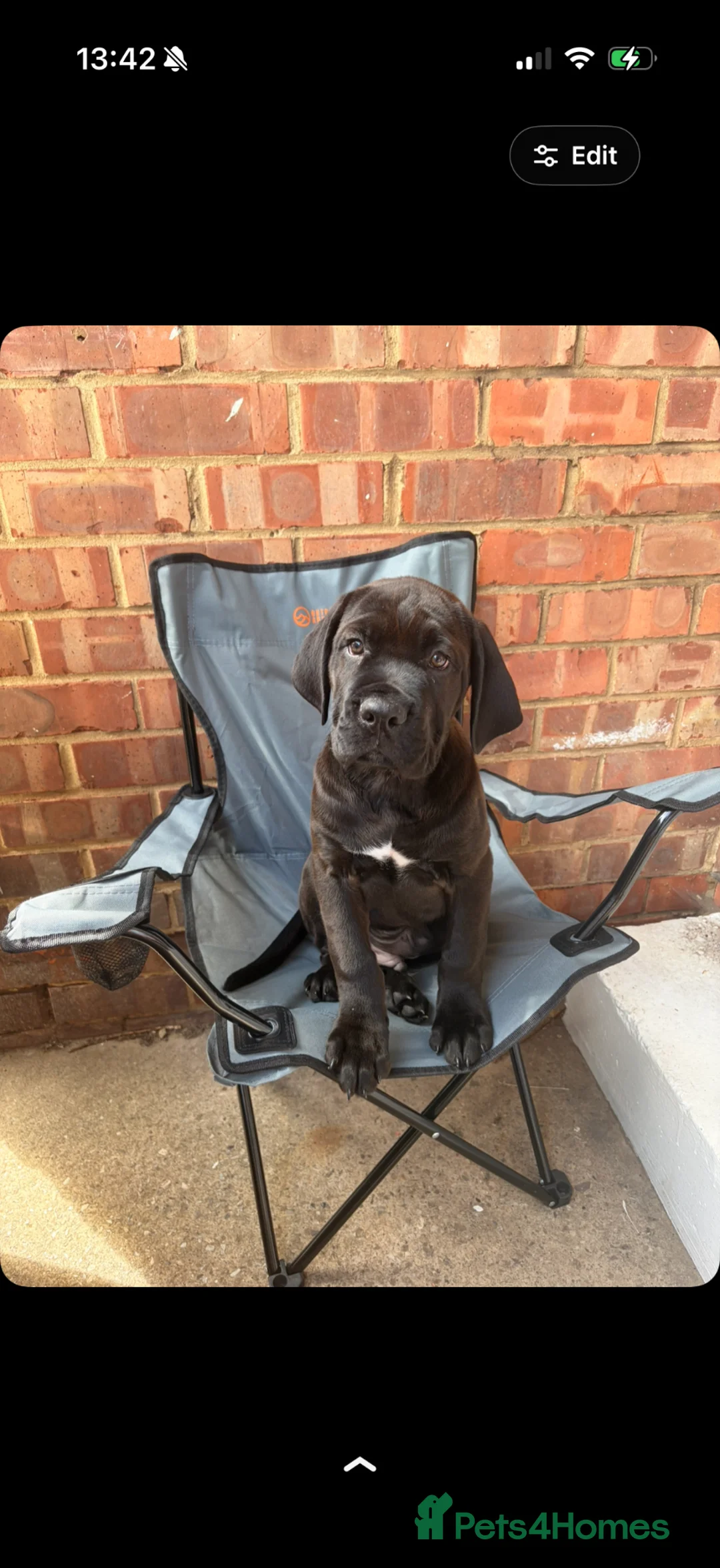 Mixed Breed dogs for sale: Cane corso Rottweiler puppy in Redcar - Advert 2