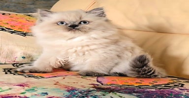 Persian cats - Advert 3