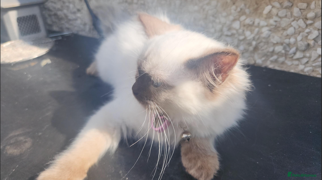 Ragdoll cats for sale: PURE BREED RAGDOLL KITTERNS - Image 6