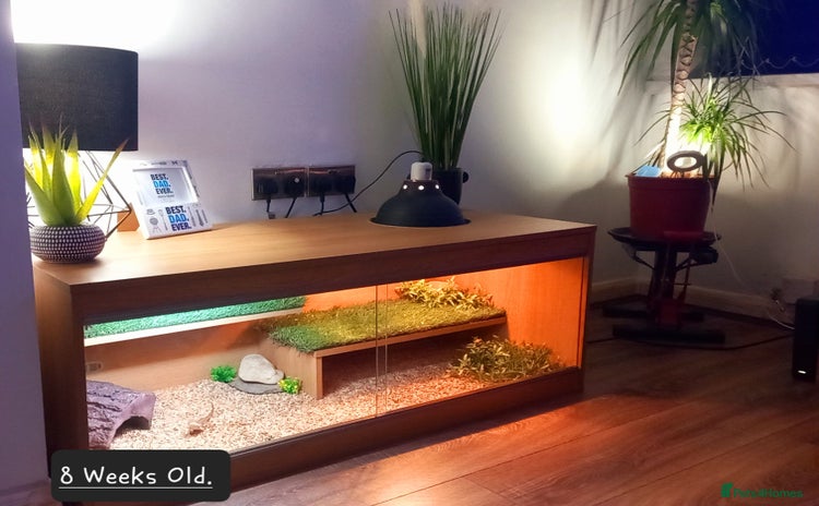 Bearded Dragon reptiles - Advert 1