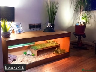 Bearded Dragon reptiles - Advert 27