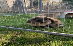 Mini Lion Lop rabbits for sale: Cocoa - Image 2