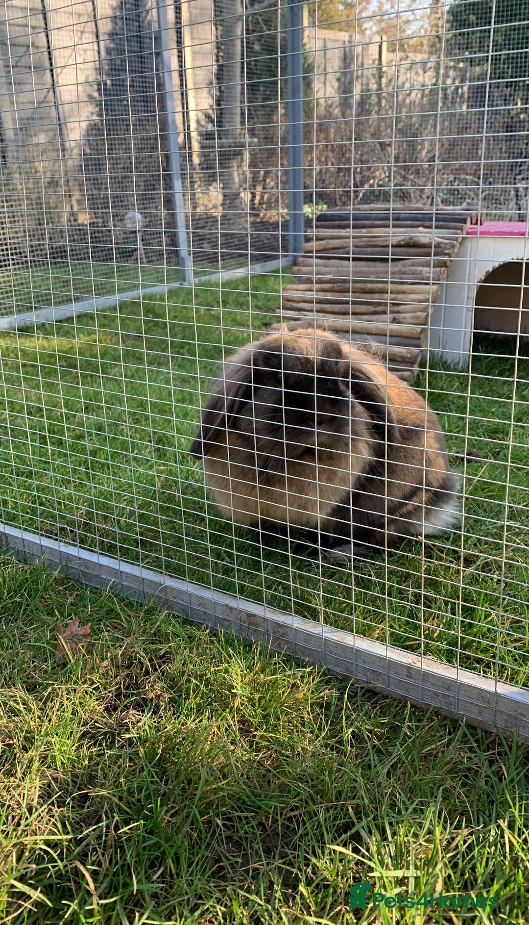 Mini Lion Lop rabbits for sale: Cocoa - Image 2