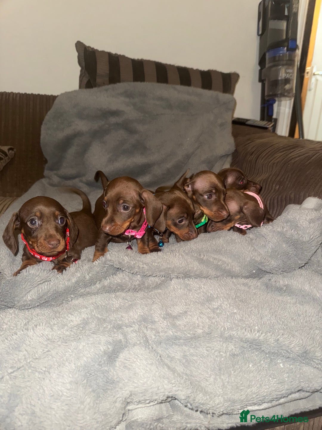 Miniature Dachshund dogs for sale: Miniature dachshund  - Advert 3