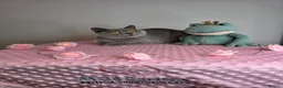 British Shorthair cats for sale: CHAMPION SIRED GCCF REG BSH RETIRED BLUE QUEEN  - Advert 6