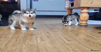 Alaskan Malamute dogs - Advert 7