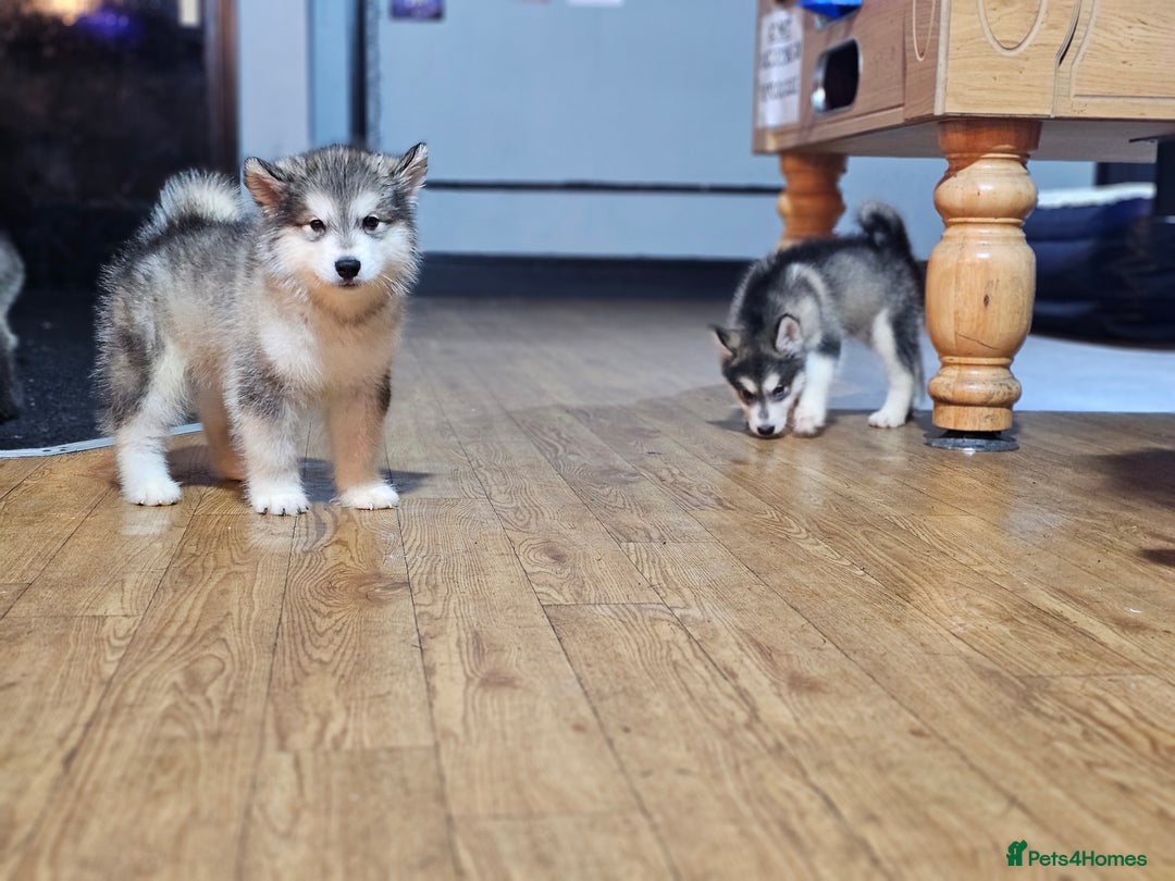 Alaskan Malamute dogs for sale: Full pedigree Alaskan Malamute Puppies - Image 2