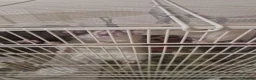 Rat rodents for sale: Male Rats in Eastbourne - Advert 5