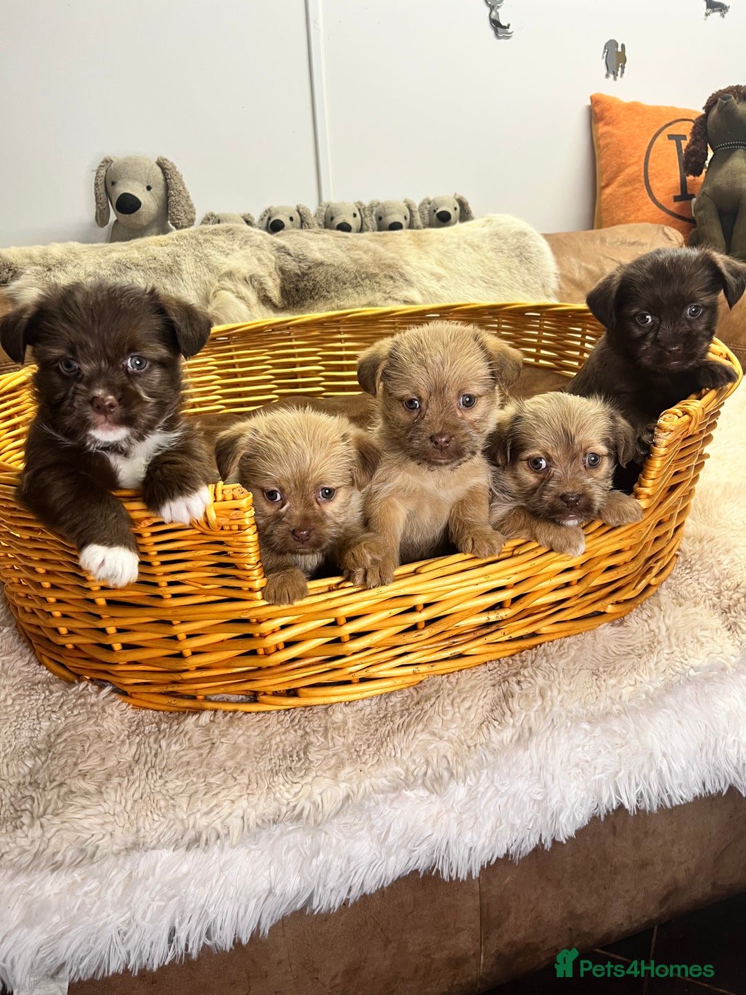 Jack Russell dogs for sale: Beautiful Broken Coated  - Advert 1