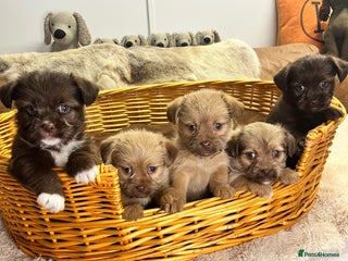 Jack Russell dogs Beautiful Broken Coated - Advert 2