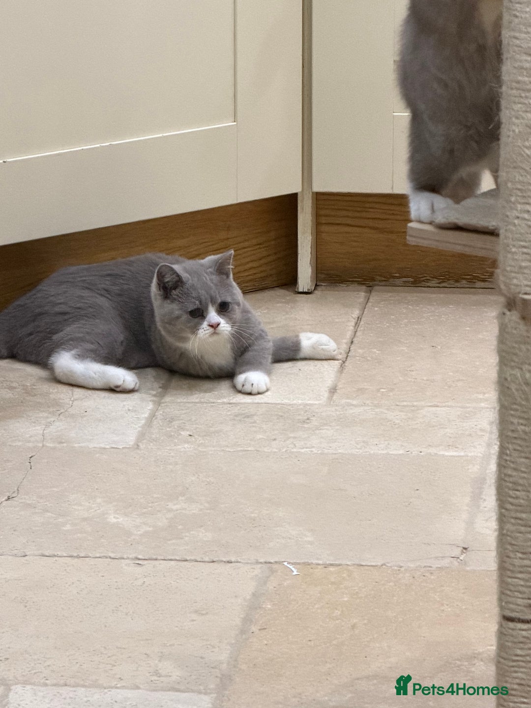 British Shorthair cats for sale: READY NOW - Full Pedigree Registered BSH kittens  - Advert 8