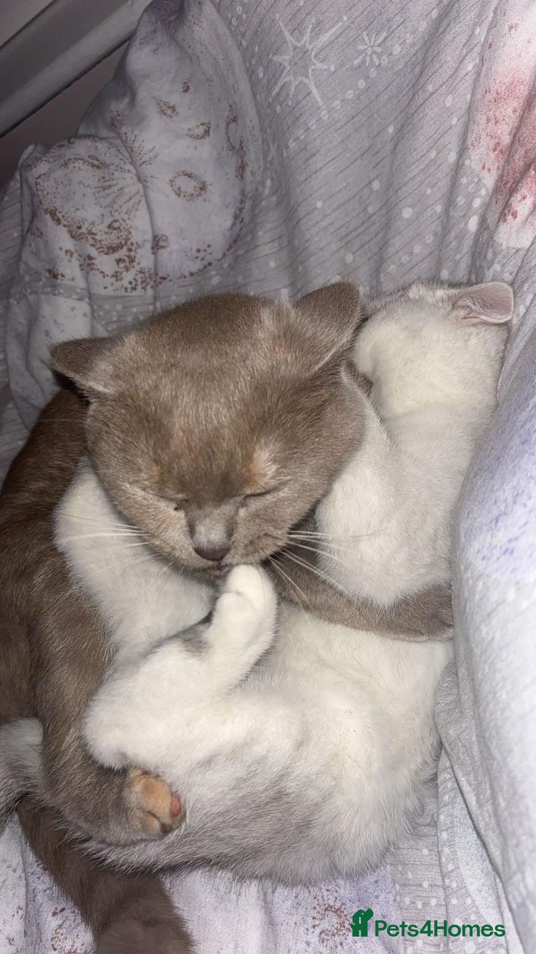 British Shorthair cats for sale: Two British Short Hairs-Have To Be Sold Together - Image 5