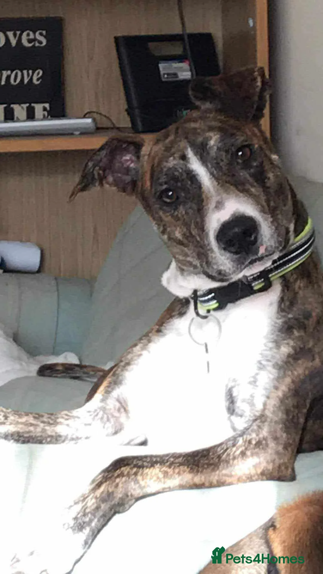 Mixed Breed dogs for adoption: Meet Oscar, currently residing in Oxfordshire  in Abingdon - Advert 2