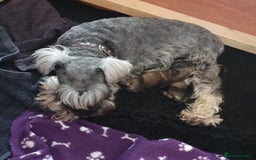 Miniature Schnauzer dogs for sale: Adorable Miniature Schnauzer Puppies - Image 9
