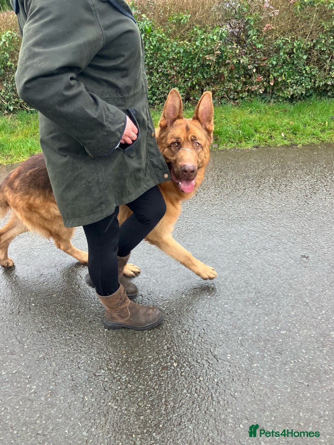 German Shepherd dogs for sale: STUNNING LIVER GERMAN SHEPHERD  - Image 6