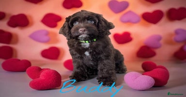 Cockapoo dogs - Advert 3