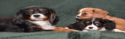 Cavalier King Charles Spaniel dogs for sale: Two Cavalier King Charles Spaniel Females - Advert 3