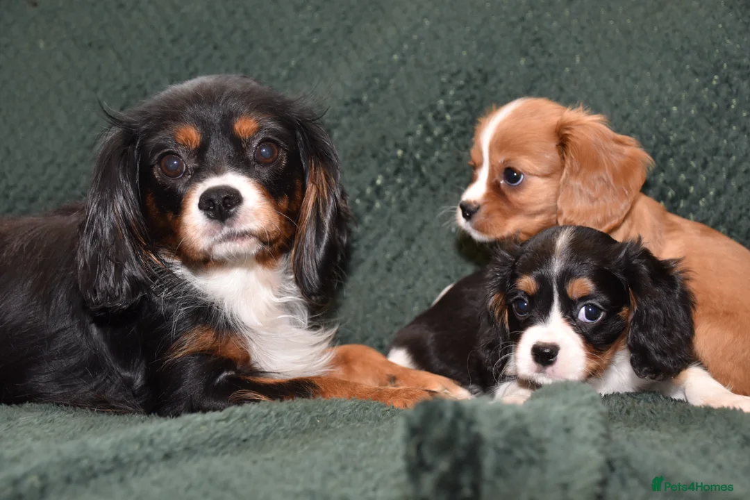 Cavalier King Charles Spaniel dogs for sale: Two Cavalier King Charles Spaniel Females - Advert 3